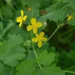 Rostopasca: remediu natural pentru negi și infecții